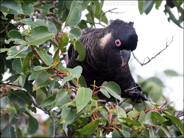 Baudin's Black Cockatoo baudinsblackcockatoo38924.psd