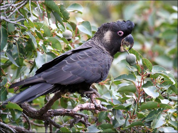Baudin's Black Cockatoo baudinsblackcockatoo38933.psd