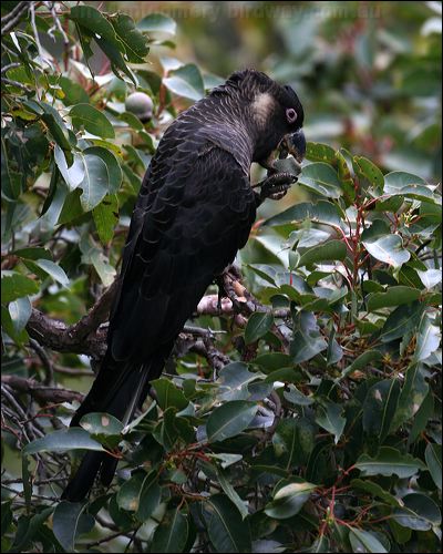 Baudin's Black Cockatoo baudinsblackcockatoo38957.psd
