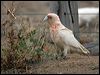 long_billed_corella_87054