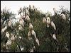 long_billed_corella_87069