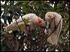 long_billed_corella_87084