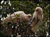long_billed_corella_87086