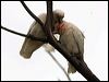long_billed_corella_87092