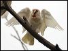 long_billed_corella_87099