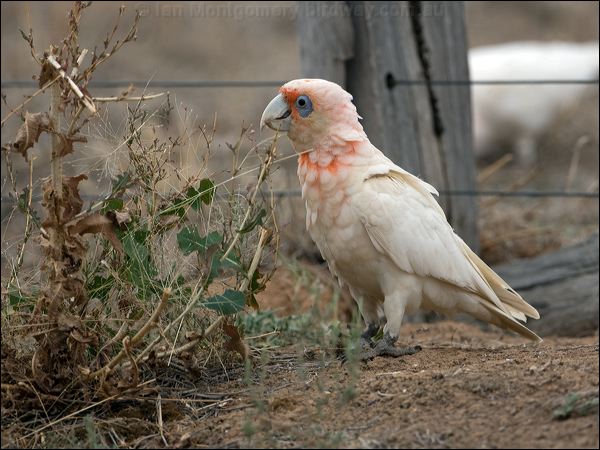 Long-billed Corella long_billed_corella_87054.psd
