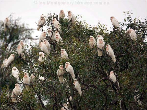Long-billed Corella long_billed_corella_87069.psd
