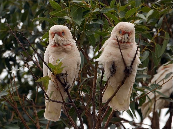Long-billed Corella long_billed_corella_87077.psd