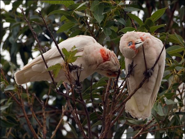 Long-billed Corella long_billed_corella_87084.psd