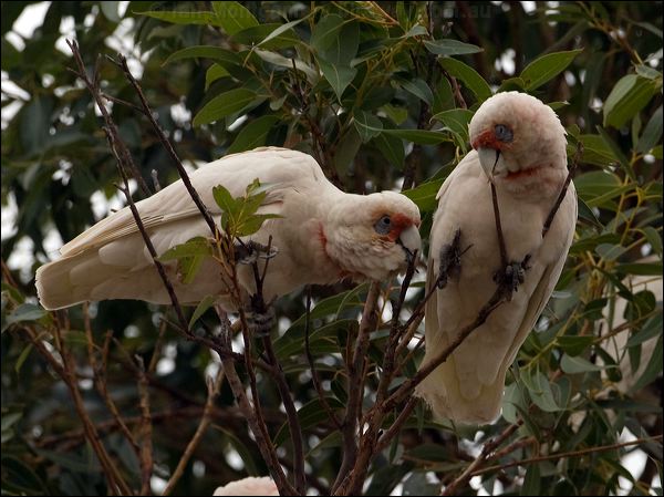 Long-billed Corella long_billed_corella_87086.psd