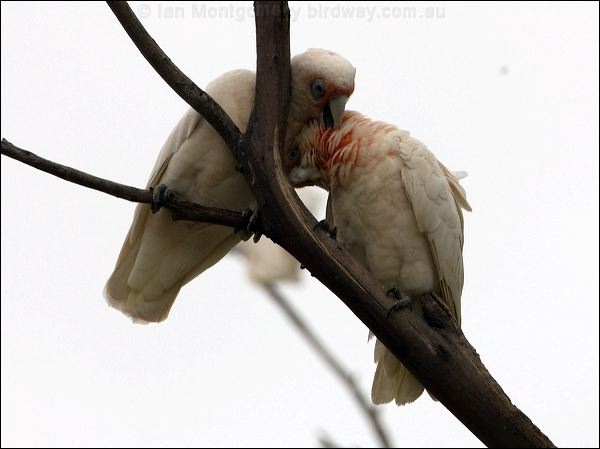 Long-billed Corella long_billed_corella_87092.psd