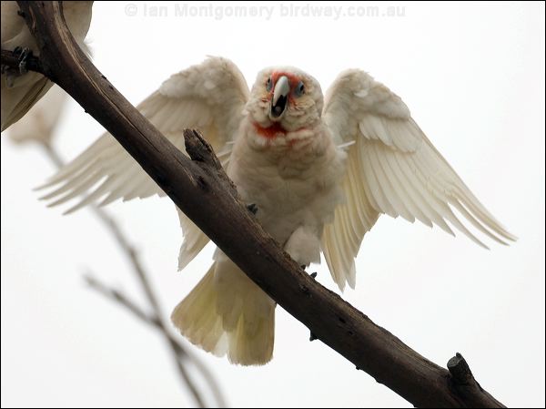 Long-billed Corella long_billed_corella_87099.psd