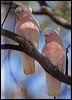 m_mitchell_cockatoo_153194