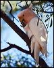 m_mitchell_cockatoo_153219