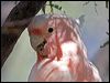 m_mitchell_cockatoo_153276