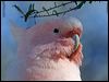 m_mitchell_cockatoo_153296
