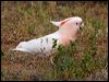 mj_mitchell_cockatoo_81721