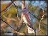 mj_mitchell_cockatoo_89541