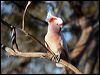 mj_mitchell_cockatoo_89546