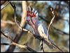 mj_mitchell_cockatoo_89550