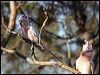 mj_mitchell_cockatoo_89552