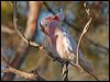 mj_mitchell_cockatoo_89553