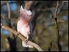 mj_mitchell_cockatoo_89555