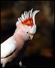 mj_mitchell_cockatoo_89569
