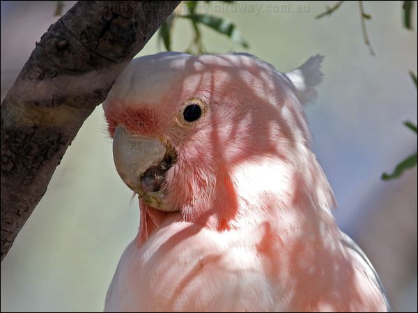 Major Mitchell's Cockatoo m_mitchell_cockatoo_153276.psd