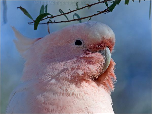 Major Mitchell's Cockatoo m_mitchell_cockatoo_153296.psd