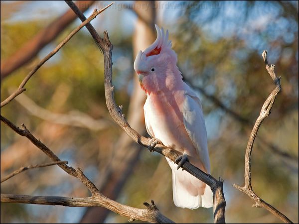 Major Mitchell's Cockatoo mj_mitchell_cockatoo_89541.psd