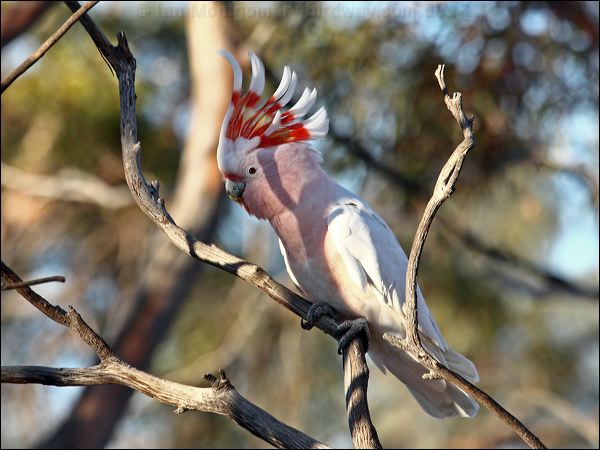 Major Mitchell's Cockatoo mj_mitchell_cockatoo_89550.psd