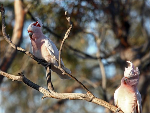 Major Mitchell's Cockatoo mj_mitchell_cockatoo_89552.psd