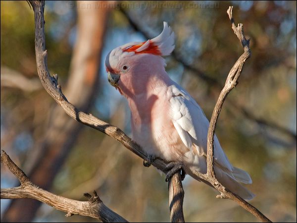 Major Mitchell's Cockatoo mj_mitchell_cockatoo_89553.psd