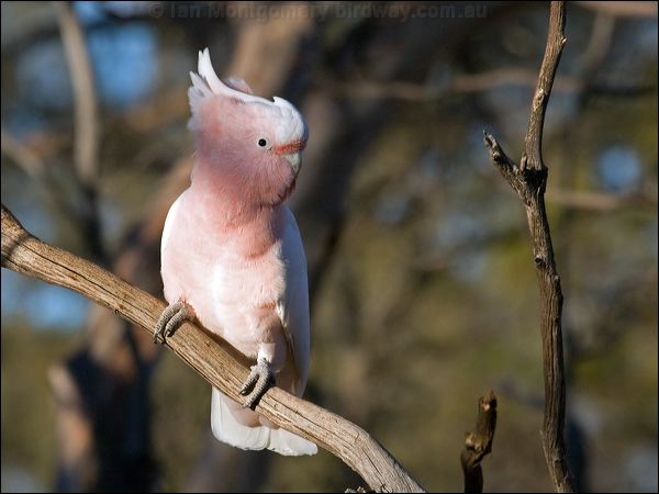 Major Mitchell's Cockatoo mj_mitchell_cockatoo_89555.psd