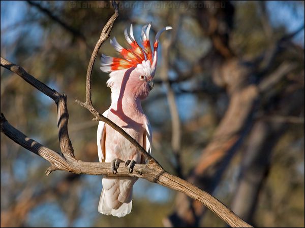 Major Mitchell's Cockatoo mj_mitchell_cockatoo_89564.psd