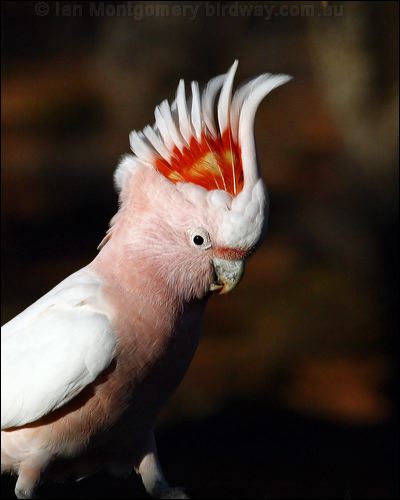 Major Mitchell's Cockatoo mj_mitchell_cockatoo_89569.psd