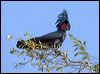 Click here to enter gallery and see photos of Palm Cockatoo
