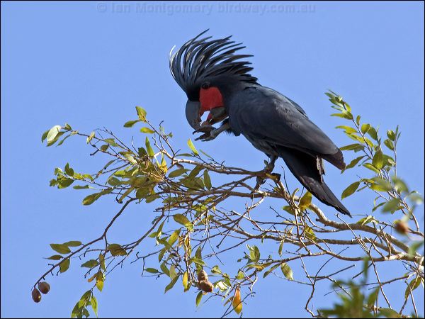 Palm Cockatoo palm_cockatoo_104821.psd