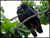 redtail_blkcockatoo_15231