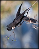 redtail_blkcockatoo_170458
