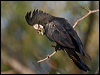 redtail_blkcockatoo_170508