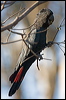 redtail_blkcockatoo_170547