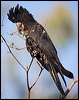 redtail_blkcockatoo_170597