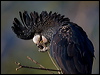 Click here to enter gallery and see photos of Red-tailed Black Cockatoo