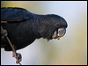 redtail_blkcockatoo_170649