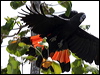 redtailblackcockatoo02242