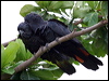 redtailblackcockatoo05223
