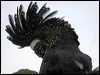 redtailblackcockatoo06277