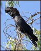 redtailblackcockatoo10366